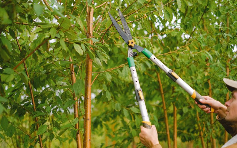 Tree trimming in New England, ND