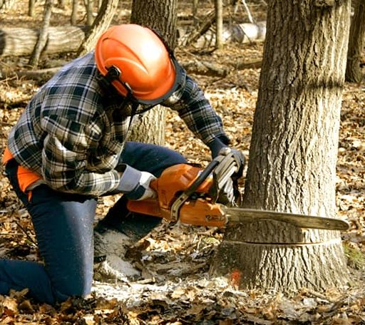 Tree Removal in New England, ND